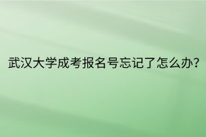 武汉大学成考报名号忘记了怎么办？